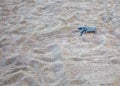 Tortuguero\'s Tiny Explorer - Baby Green Sea Turtle (Chelonia mydas) on Costa Rica\'s Shore