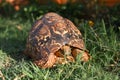 Tortuise Royalty Free Stock Photo