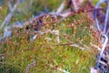 Tortula Moss growing wild