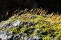 Tortula muralis, wall screw-moss, Anomalous bristle-wall, Malta, Mediterranean