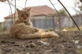A tortured ginger cat is resting under a tree. The pet guards its territory. Home farm. Village house Royalty Free Stock Photo