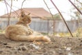 A tortured ginger cat is resting under a tree. The pet guards its territory. Home farm. Village house Royalty Free Stock Photo