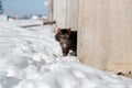 Tortured and listless cat peeks out from behind the concrete fence in winter