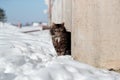 Tortured and listless cat peeks out from behind the concrete fence in winter