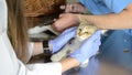 Tortured sick cat in a veterinary hospital