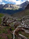 Tortured Trees bend in the alpine slopes along Siyeh Pass Trail, Glacier National Park Royalty Free Stock Photo