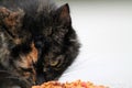 Torty cat eating on pavement Royalty Free Stock Photo