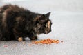 Torty cat on wet pavement Royalty Free Stock Photo