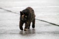 Torty cat on wet pavement Royalty Free Stock Photo