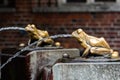 Torun, Poland - August 11, 2021. Bronze sculpture of frogs by the fountain Rafter Monument Pomnik Flisaka in old town