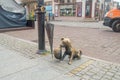 Monument to the dog Filus. Monument with dog and umbrella in old town of Torun Royalty Free Stock Photo