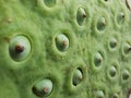 A torus and seeds of lotus flowers that Scientific name: NELUMBO NUCIFERA GAERIN, also known as SACRED LOTUS. Royalty Free Stock Photo