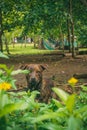 Brown dog among green bushes