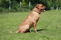 Tosa inu male dog sitting against green natural background Royalty Free Stock Photo