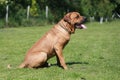 Tosa inu male dog sitting in the natural environment Royalty Free Stock Photo