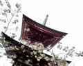 Cherry blossoms and red pagoda at Shoryuji, temple number 36 of Shikoku pilgrimage Royalty Free Stock Photo