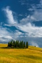 Toscana's cypress trees