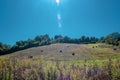 Le colline nei Pressi di Saturnia