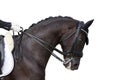 Dressage horse isolated