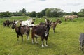 Herd of goats Royalty Free Stock Photo