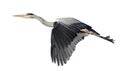 Flying Grey heron bird ~ Royalty Free Stock Photo