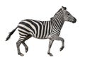 Zebra trotting, isolated 