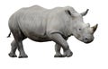 White rhino. Isolated ~ Royalty Free Stock Photo