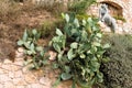 Tossa de Mar, Catalonia, Spain, August 2018. Stone figure of a woman on a rock in the frame of cacti.