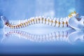 Total human spine skeleton model with beautiful reflection on glass table.