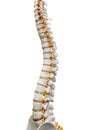 Total human spine skeleton model with isolated on white background.