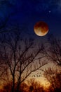 Total moon eclipse Royalty Free Stock Photo