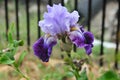 Iris Garden Series - Lavender with Dark Purple bearded iris Total Obsession Royalty Free Stock Photo