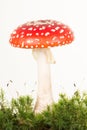 Total view of a red and white fly agaric toadstool with green moss