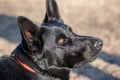 Black German Shepherd - Profile Portrait - Police Dogs Royalty Free Stock Photo