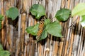 Totalview of a monarch falter butterfly photographed in a glasshouse Royalty Free Stock Photo