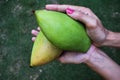 Totapuri mango or Ginimoothi mango, magnifera indica held in female hand, Royalty Free Stock Photo