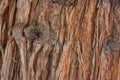 Totara Bark Royalty Free Stock Photo