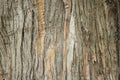 Totara Tree Bark Royalty Free Stock Photo