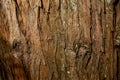 Totara tree bark texture Royalty Free Stock Photo