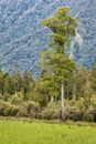 Totara tree growing in rainforest Royalty Free Stock Photo