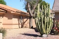 Totem Pole cacti in xeriscaped front yard Royalty Free Stock Photo