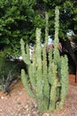 Totem Pole cacti in xeriscaped front yard Royalty Free Stock Photo
