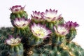 Totem Pole Cactus Lophocereus Schottii Monstrosus On White Background. Generative AI