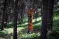 Toten in the forest, an ancient wood sculpture made by the indigenous