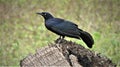 Toti black birds of Cuba Royalty Free Stock Photo