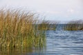 Totora reeds growing in Lake Titicaca