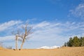 Tottori sand dune Royalty Free Stock Photo