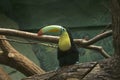 Toucan.