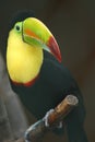 Toucan Royalty Free Stock Photo