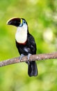 Toucan